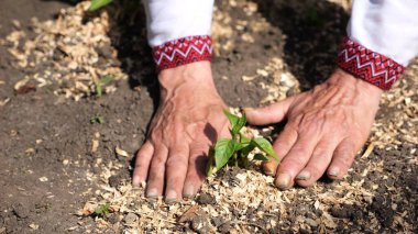 Vyshyvanka 'da çiftçinin yetişkin erkek elleri yaz mevsiminde toprağa yeşil filizler dikiyor. Bahçedeki küçük fidelerle ilgilenen eski tarımcı kolları. Gelenek ve doğa kavramı arasındaki bağlantı.