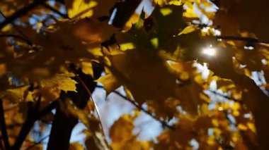 Yellow maple leaves on tree branches gently swaying in wind with sunlight at background. Lush autumn golden foliage swinging on the breeze at forest. Beautiful colorful fall season. Slow mo