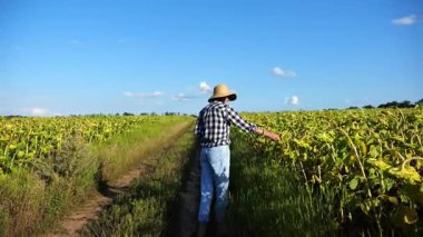 Dişi tarımcı, sarı çayır bitkilerini keşfediyor. Yetişkin çiftçi güneşli bir günde tarlada olgun ayçiçeklerini inceliyor. Güzel manzara manzarası. Tarım ve tarım sektörü kavramı. Yakın çekim.