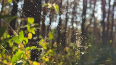 Örümcekağı ormanda rüzgarda sallanıyor ve arka planda güneş ışığı var. Örümcek ormanlık alanda bir örümcek ağı inşa eder. Yaz parkında gün batımında güzel bir doğa sahnesi. Vahşi yaşam kavramı. Yavaş çekim