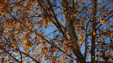 Güneşli sonbahar gününde huş ağacının tepesine kahverengi yapraklarla bakın. Yeşillik dalları Parkland 'da rüzgarda hafifçe sallanıyor. Güzel renkli sonbahar sezonu. Yavaş çekim