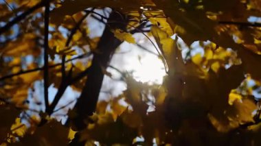 Yellow maple leaves on tree branches gently swaying in wind with sunlight at background. Lush autumn golden foliage swinging on the breeze at forest. Beautiful colorful fall season. Slow mo