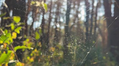 Örümcekağı ormanda rüzgarda sallanıyor ve arka planda güneş ışığı var. Örümcek ormanlık alanda bir örümcek ağı inşa eder. Yaz parkında gün batımında güzel bir doğa sahnesi. Vahşi yaşam kavramı. Yavaş çekim