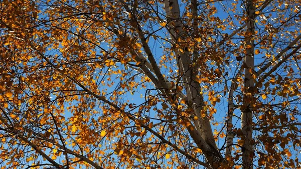 Güneşli sonbahar gününde huş ağacının tepesine kahverengi yapraklarla bakın. Yeşillik dalları Parkland 'da rüzgarda hafifçe sallanıyor. Güzel renkli sonbahar sezonu. Yavaş çekim
