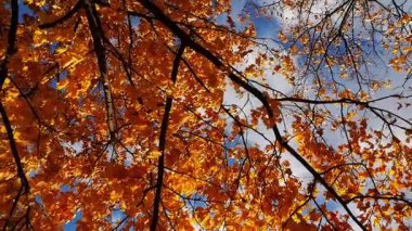 Bright orange maple leaves on tree branches gently swaying in wind at parkland. Lush autumn yellow foliage swinging on the breeze at forest. Beautiful colorful fall season. Slow mo