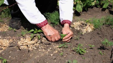 Vyshyvanka 'da çiftçinin yetişkin erkek elleri yaz mevsiminde toprağa yeşil filizler dikiyor. Bahçedeki küçük fidelerle ilgilenen eski tarımcı kolları. Gelenek ve doğa kavramı arasındaki bağlantı.