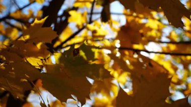 Yellow maple leaves on tree branches gently swaying in wind with sunlight at background. Lush autumn golden foliage swinging on the breeze at forest. Beautiful colorful fall season. Slow mo