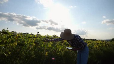 Güneşli bir günde ayçiçeği çayırında dijital tablet kullanan dişi tarım uzmanı. Yetişkin çiftçi gün batımında sarı çiçek tarlasında hasat izliyor. Güzel manzara manzarası. Tarım sektörü kavramı.