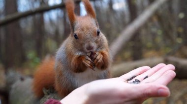 Vahşi tüylü sincap dişi kolundan fındık alıp açık havada kemiriyor. Şirin kemirgen ormanda genç bir kızın elinden yemek yiyor. Sonbahar parkında aç küçük Sciurus 'u cevizlerle besleyen bir kadın..