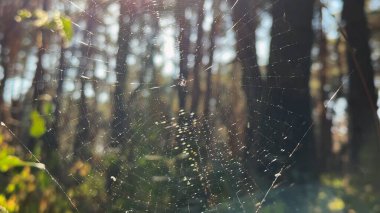 Örümcekağı ormanda rüzgarda sallanıyor ve arka planda güneş ışığı var. Örümcek ormanlık alanda bir örümcek ağı inşa eder. Yaz parkında gün batımında güzel bir doğa sahnesi. Vahşi yaşam kavramı. Yavaş çekim