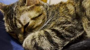 Evdeki kanepede uyuyan güzel tekir kediyi kapat. Güzel kedi evde dinleniyor. Evde yatakta dinlenen sevimli bir kedi yavrusu. Tapılası evcil hayvan kavramı. Yavaş çekim