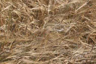 arka plan olgun buğday