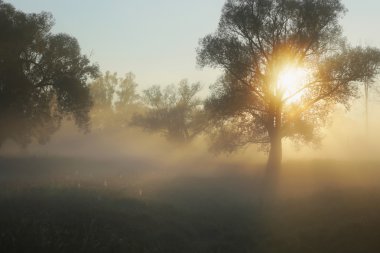 Güneş ışınları siste ağaçların arasından 