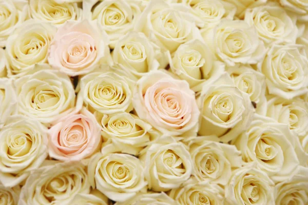 Bouquet of roses — Stock Photo, Image