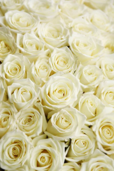 Isolated Close Huge Bouquet White Roses — Stock Photo, Image