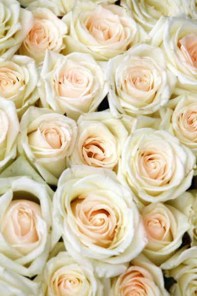 Bouquet of roses — Stock Photo, Image