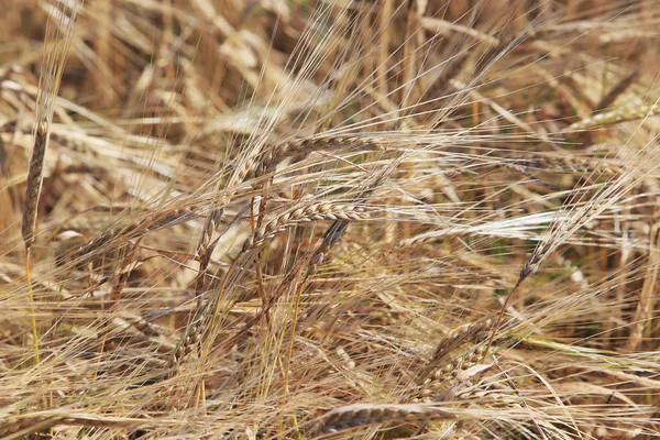 熟した小麦の背景 — ストック写真