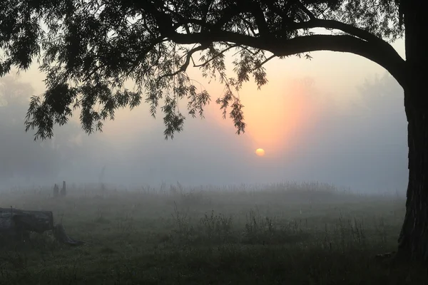 Ландшафтное туманное утро — стоковое фото