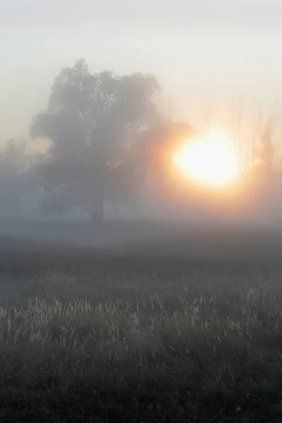 Landschaft neblig Morgen — Stockfoto