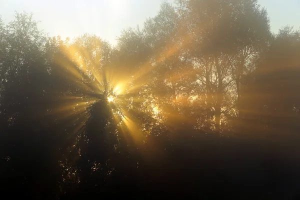 Rayons du soleil à travers les arbres dans le brouillard — Photo