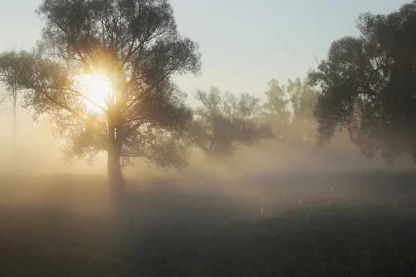 Raios de sol através das árvores no nevoeiro — Fotografia de Stock