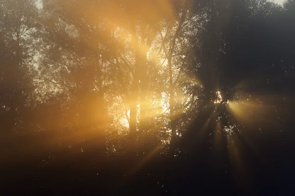 Rayons du soleil à travers les arbres dans le brouillard — Photo