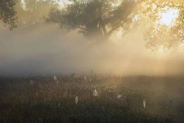 Raggi di sole attraverso gli alberi nella nebbia — Foto Stock