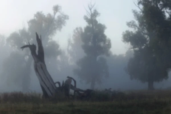 Landscape foggy morning Stock Photo