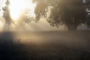 Güneş ışınları siste ağaçların arasından 