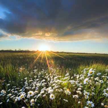 günbatımı üzerinde papatya tarlası
