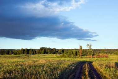 günbatımı üzerinde papatya tarlası