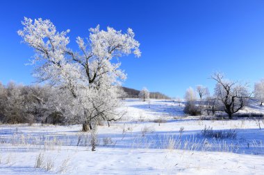 Frost kış manzarası