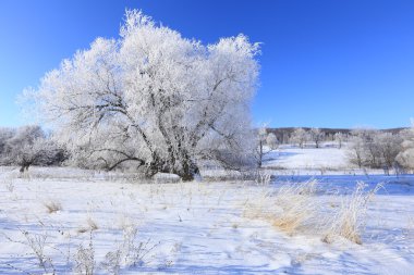 Frost kış manzarası