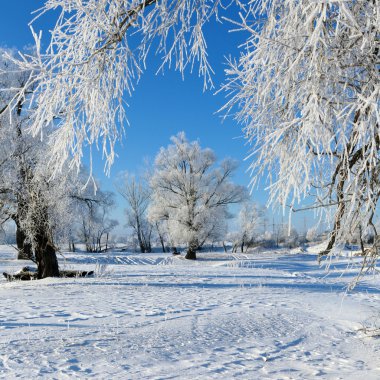 hoarfrost Oaks'da