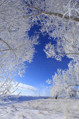 ağaçlarda hoarfrost
