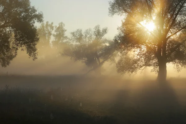 Raios de sol através das árvores no nevoeiro — Fotografia de Stock