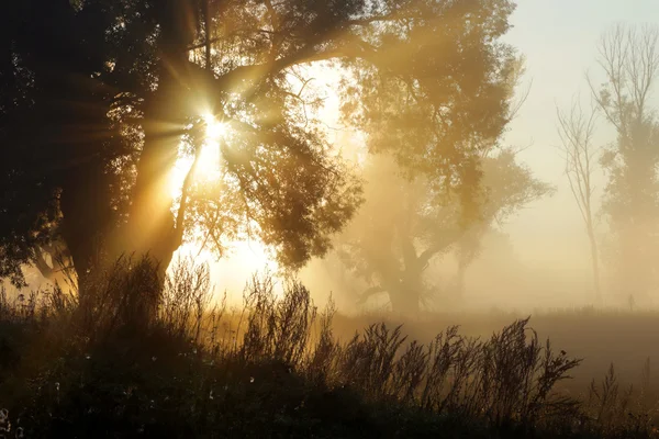 Sonnenstrahlen durch die Bäume im Nebel — Stockfoto