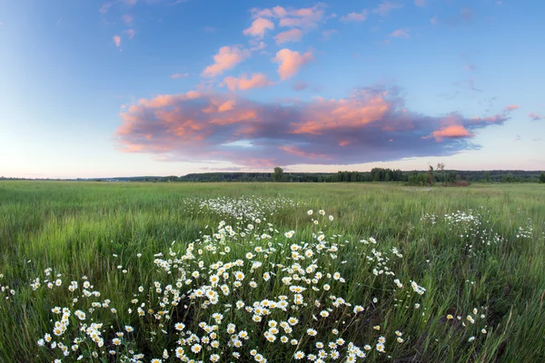 Sunset over a field of chamomile — Stock Photo, Image