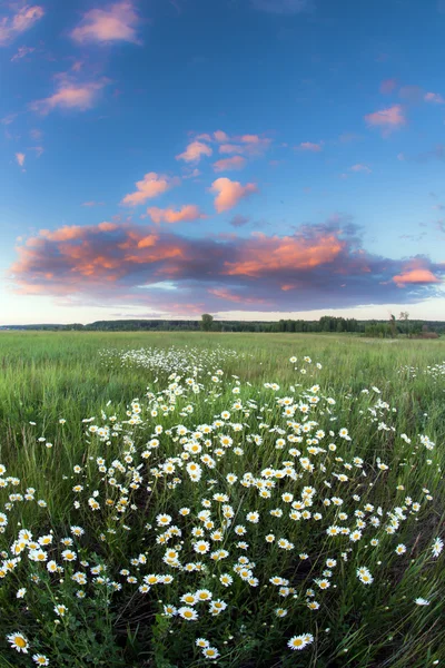 Sunset over a field of chamomile — Stock Photo, Image