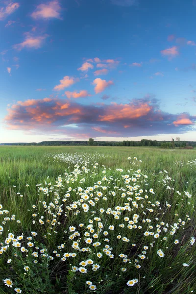 Tramonto su un campo di camomilla — Foto Stock