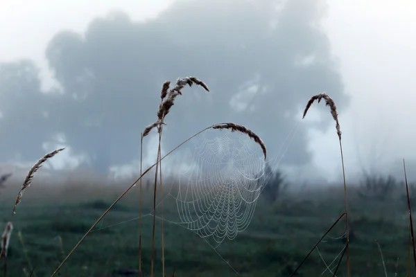 Brouillard épais dans une chênaie — Photo