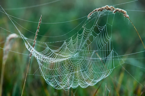 잔디에 거미줄 — 스톡 사진