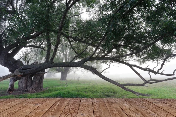 Sűrű köd egy tölgyfa ligetben — Stock Fotó