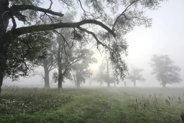 Névoa grossa em um bosque de carvalho — Fotografia de Stock