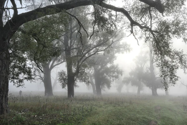 Landscape Fog Oak Grove Dawn Autumn — Stock Photo, Image