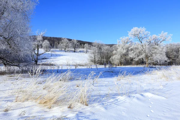 Winter landscape in frost — Stock Photo, Image