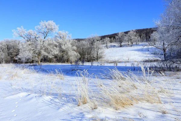 Winter landscape in frost — Stock Photo, Image