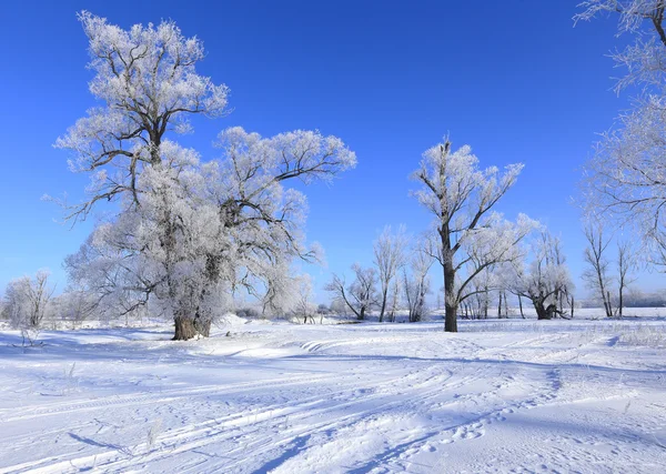 Chênes dans le givre — Photo