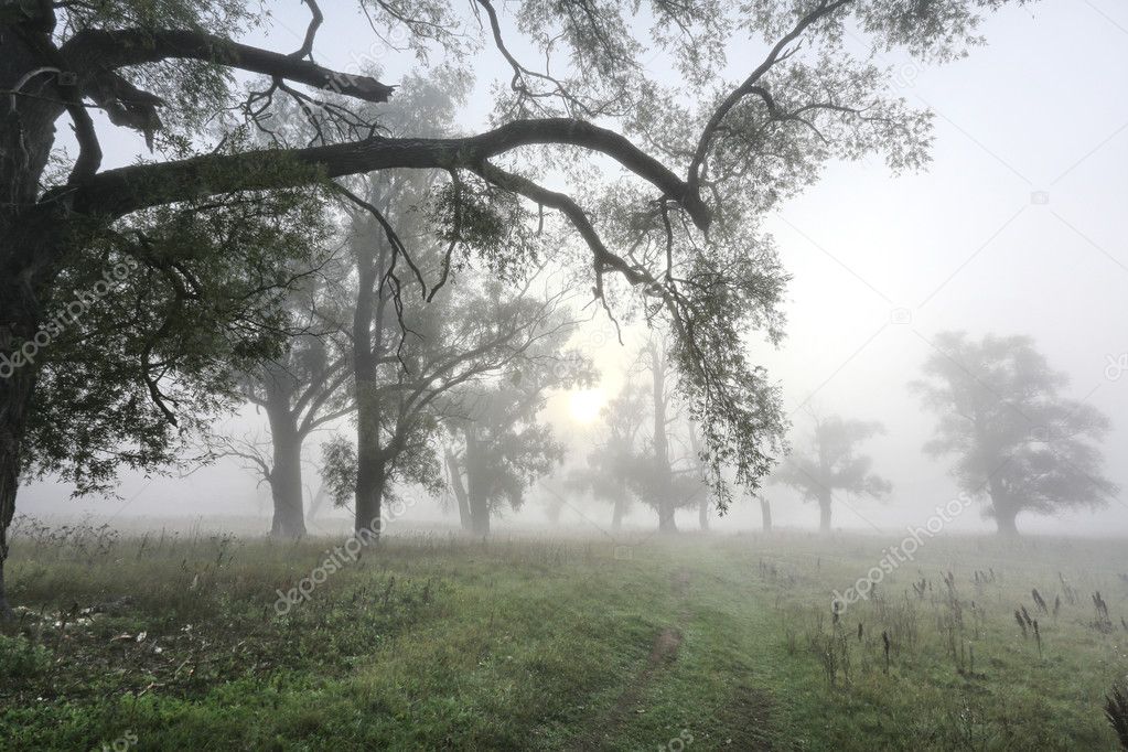 thick fog in an oak grove