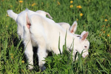 goatling bir çayır üzerinde